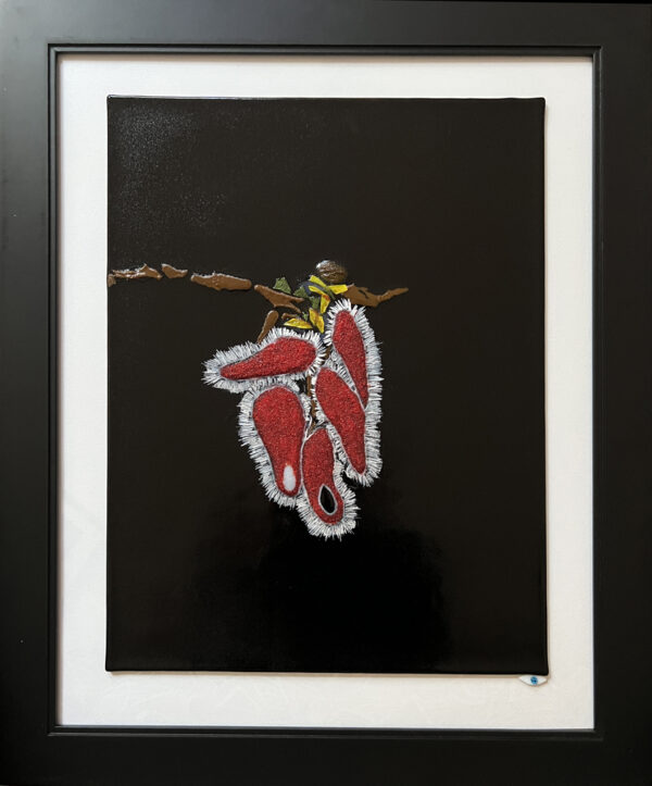 Winged Elm